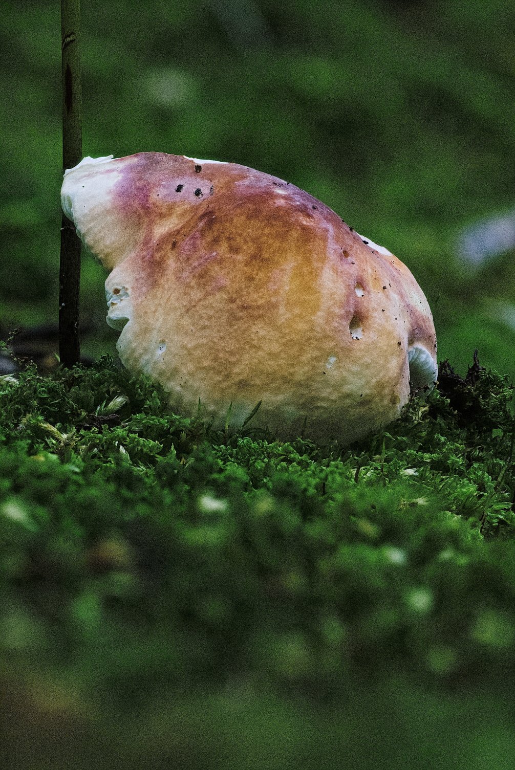 A large bolete mushroom with a bulbous, rounded cap sits nestled in vibrant green moss within a forest setting. Its surface displays a gradient of pale white edges transitioning into tan, brown, and reddish-purple tones, with small holes and blemishes scattered across the cap. A thin vertical stick or sapling stands beside it, while the blurred green background suggests a lush woodland environment.